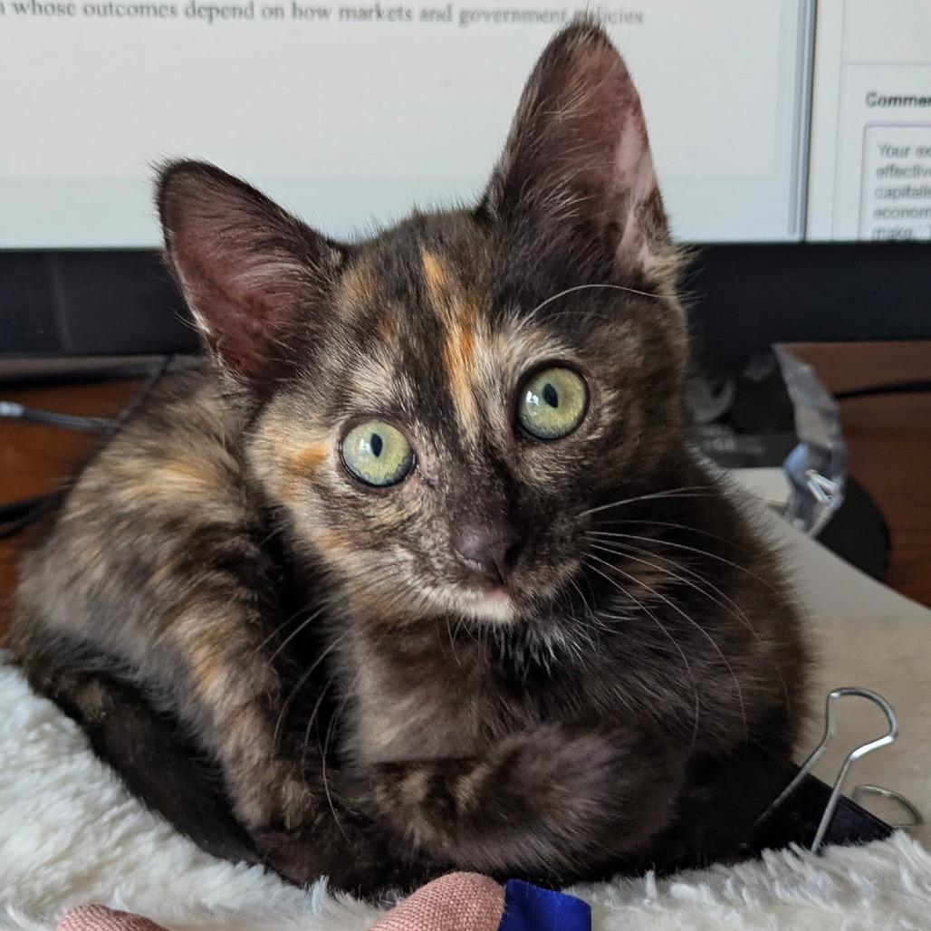 Compass, a Adoptable Domestic Short Hair in Pacific Grove, CA image 6/6