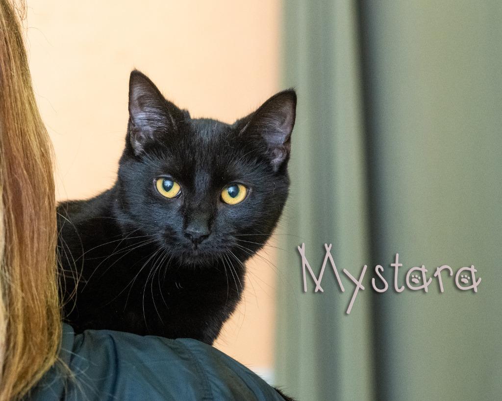 Mystara, adopted, Young Female Domestic Short Hair.