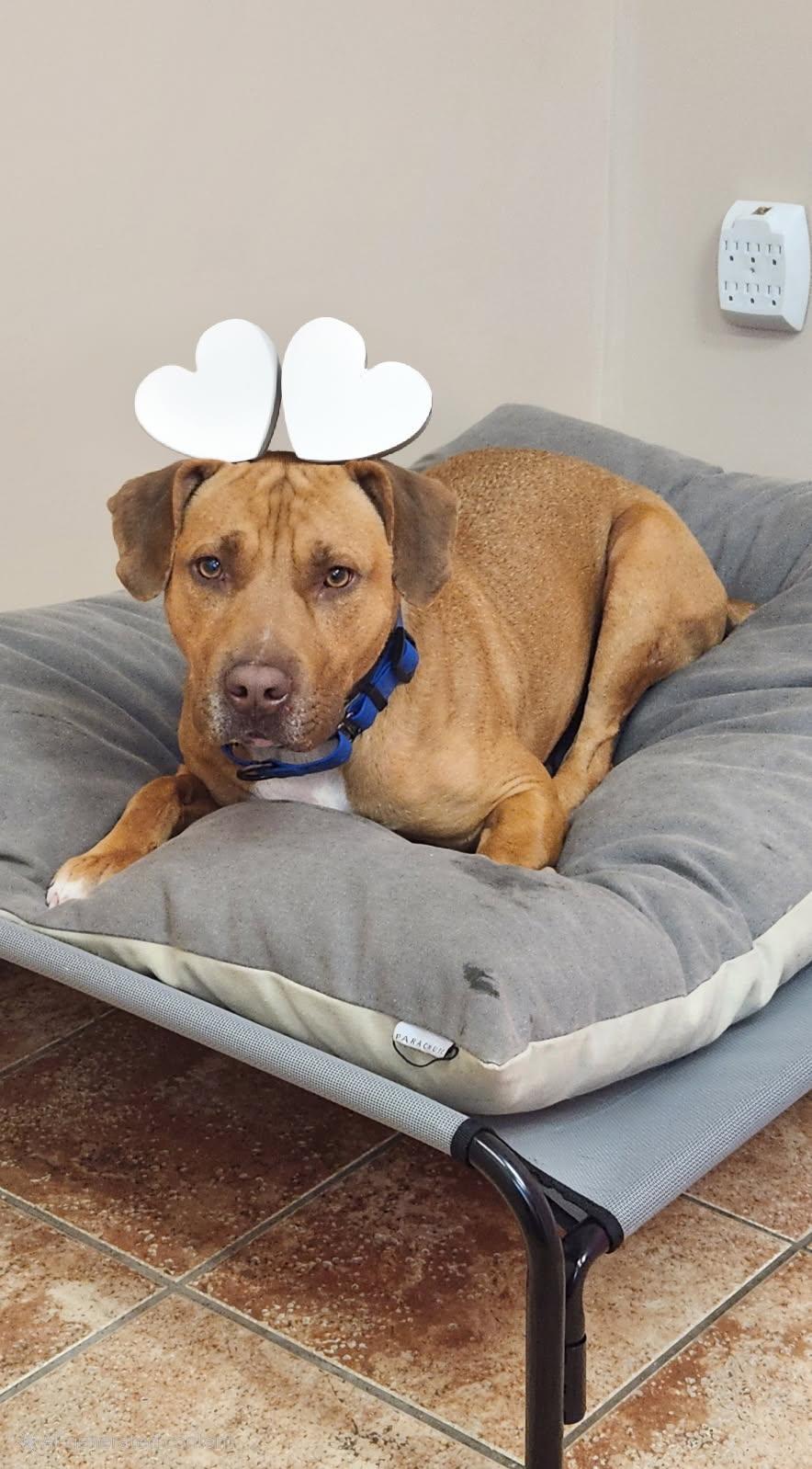 Bailey, a Adoptable mixed breed in Rock Hill, NY image 6/6