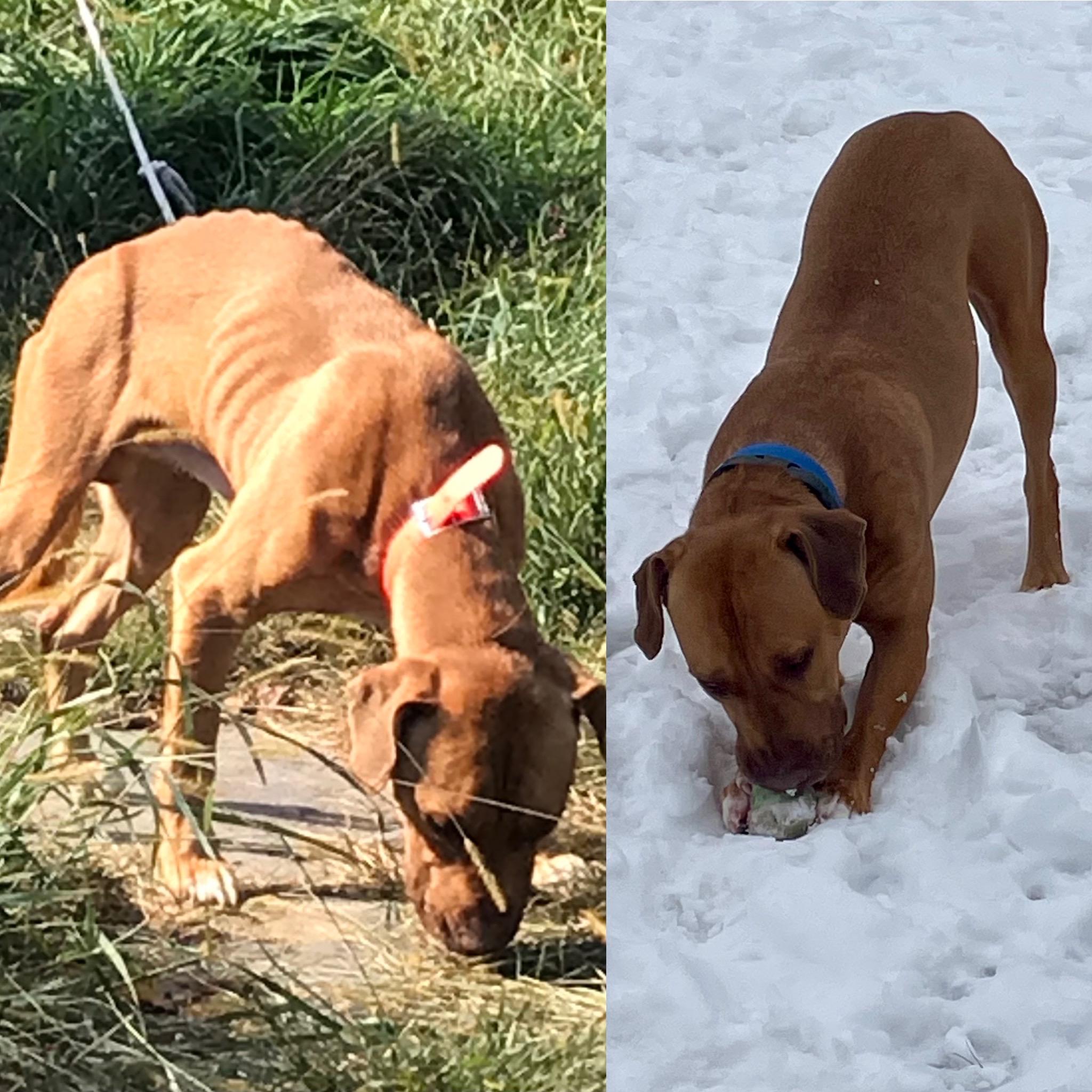 Bailey, a Adoptable mixed breed in Rock Hill, NY image 5/6