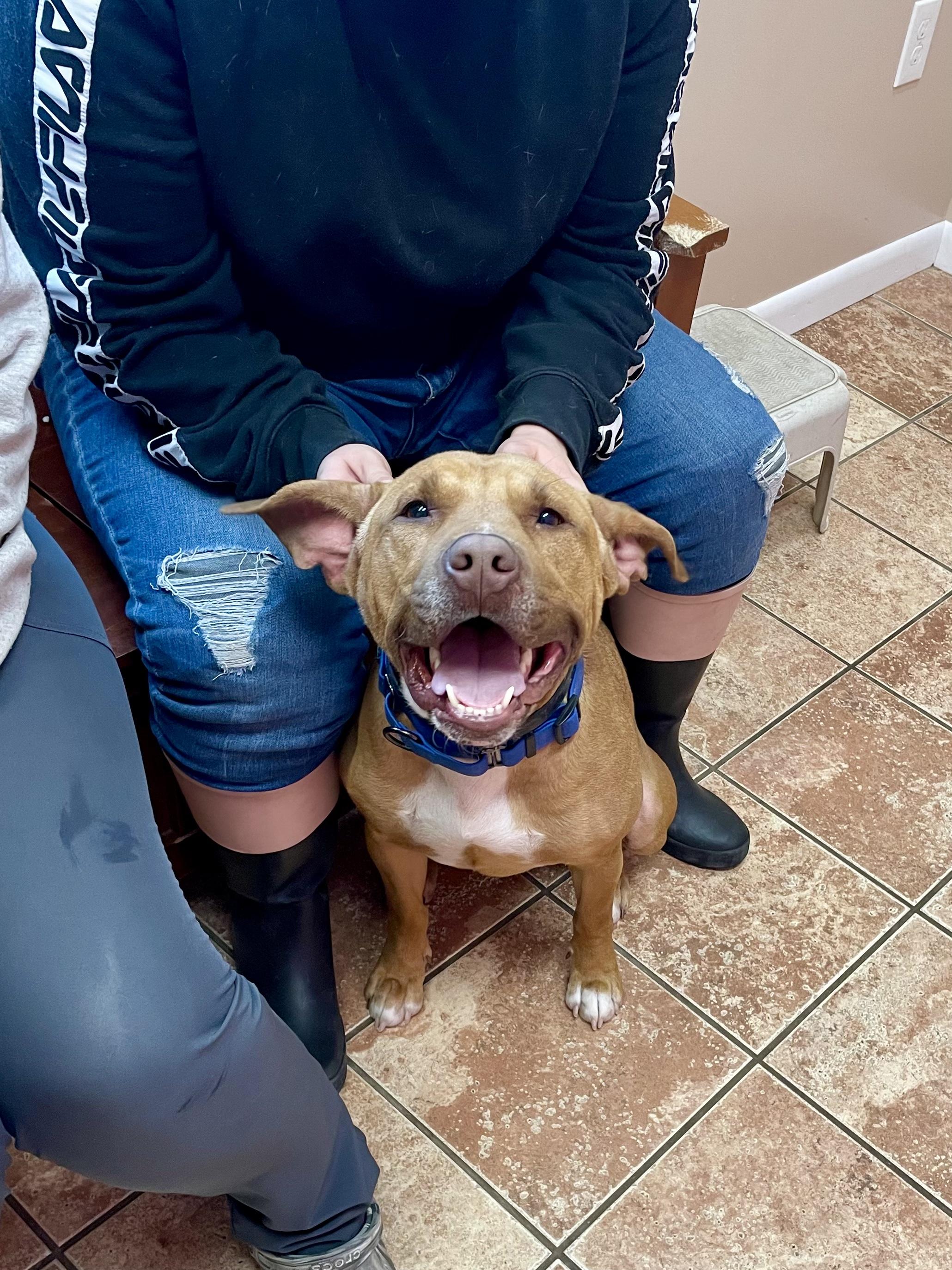 Bailey, a Adoptable mixed breed in Rock Hill, NY image 3/6