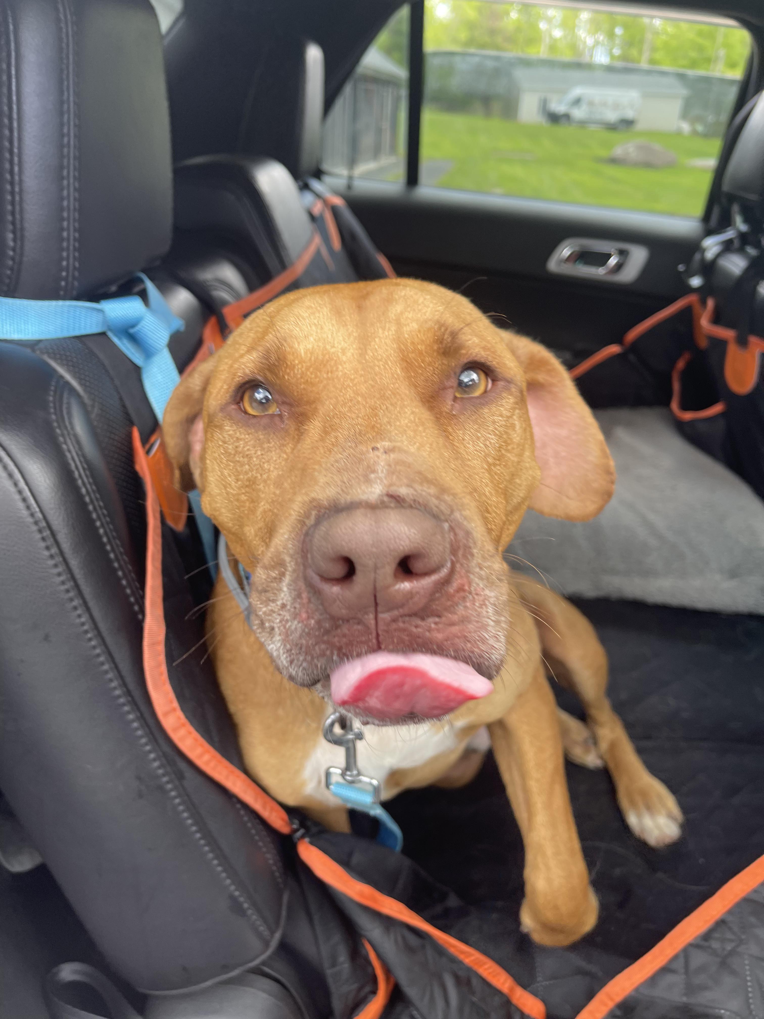 Bailey, a Adoptable mixed breed in Rock Hill, NY image 2/6