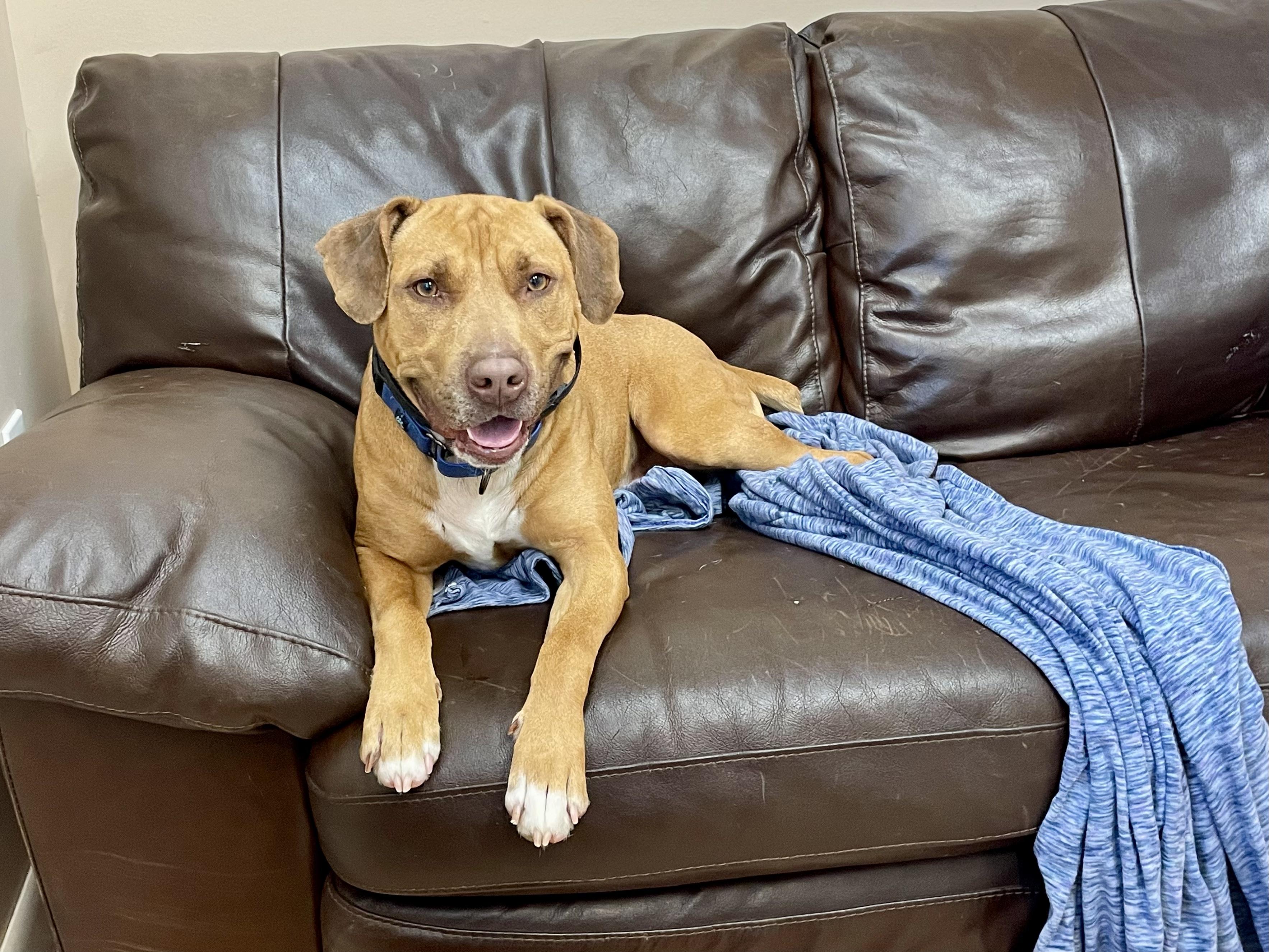 Bailey, a Adoptable mixed breed in Rock Hill, NY image 4/6