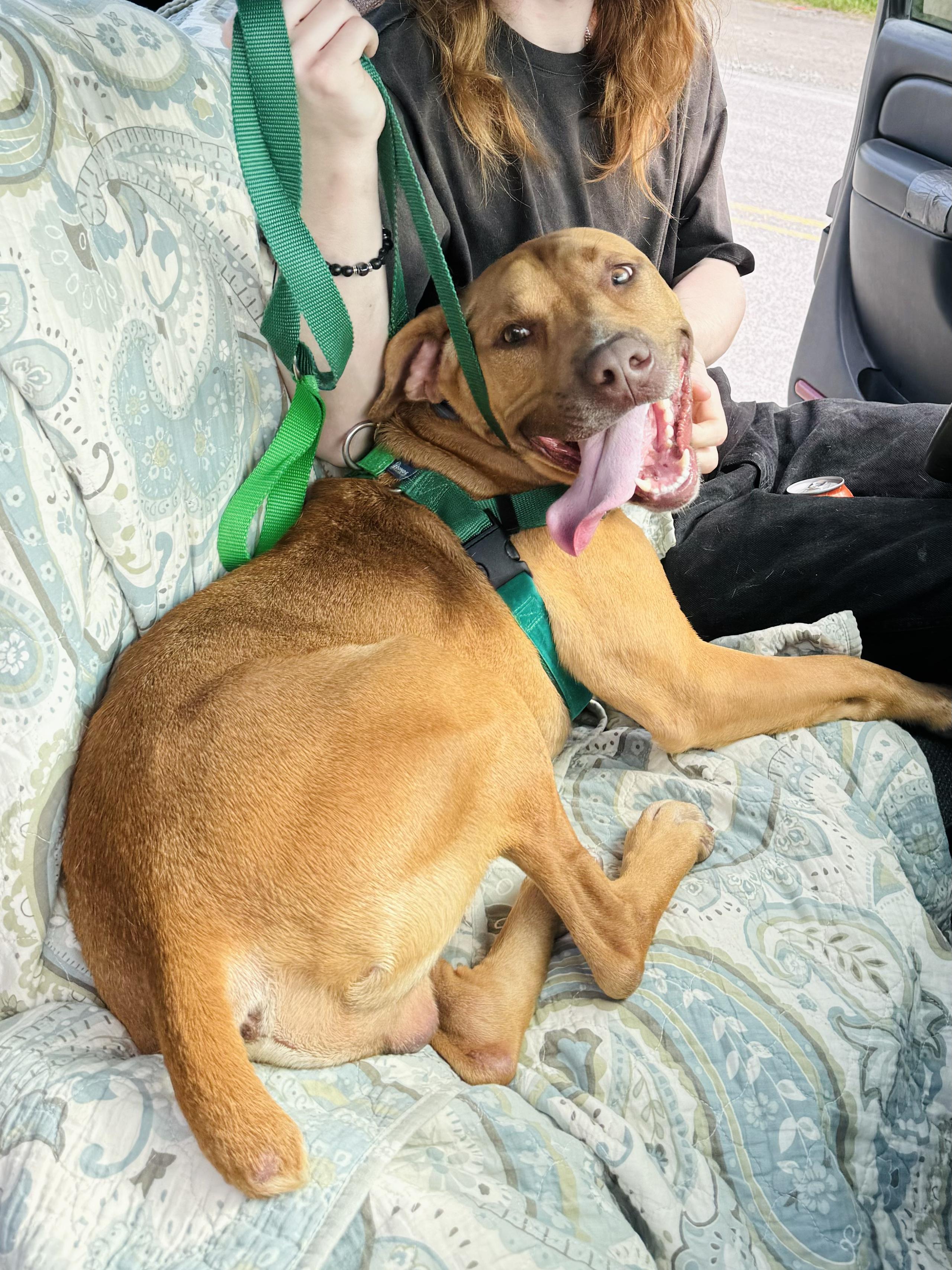 Bailey, a Adoptable mixed breed in Rock Hill, NY image 1/6