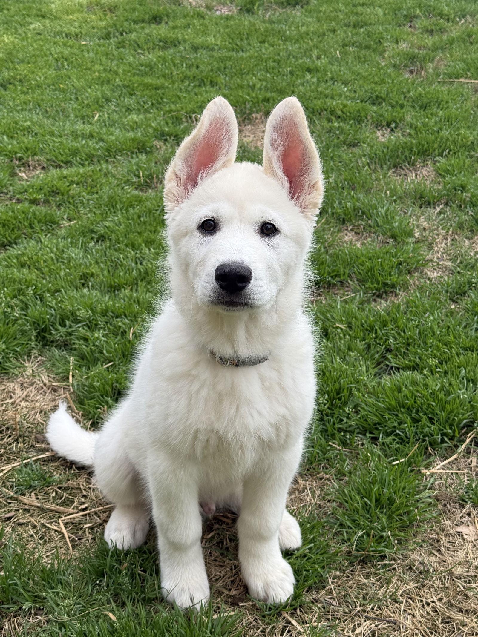 Olaf, Adoptable, Puppy Male Great Pyrenees & Siberian Husky.