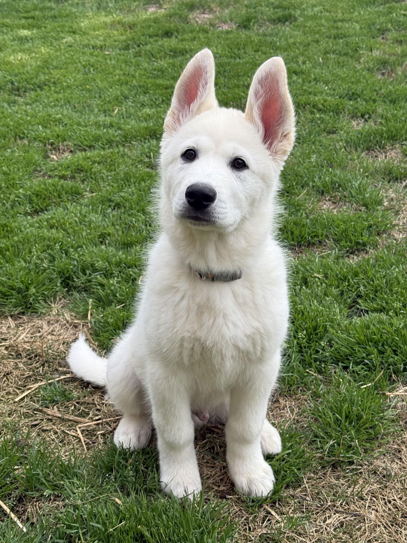 Olaf, a Adoptable mixed breed in Woodstock, GA image 3/3