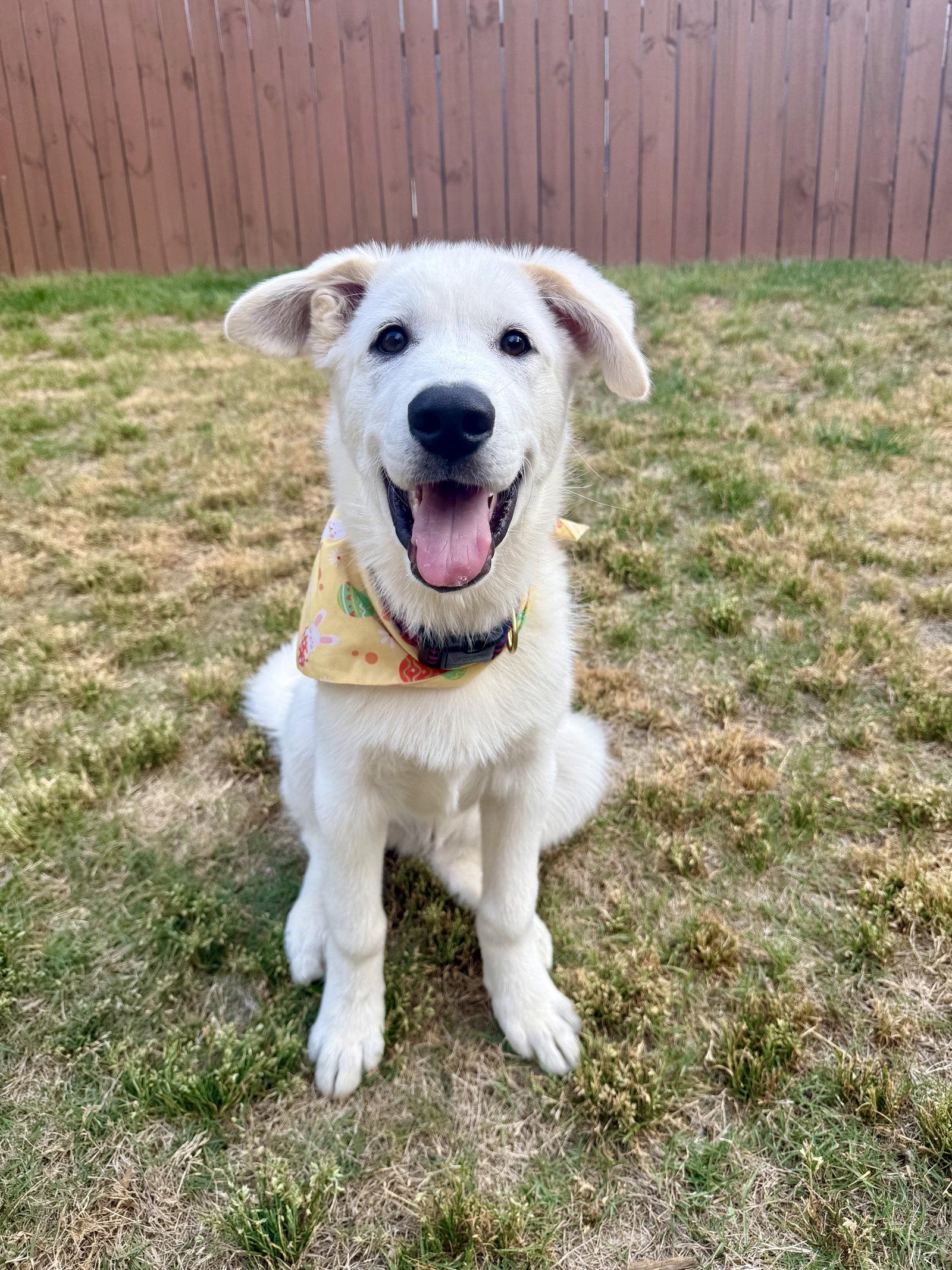 Enlarge Olaf, a Adoptable mixed breed in Woodstock, GA image 2/3
