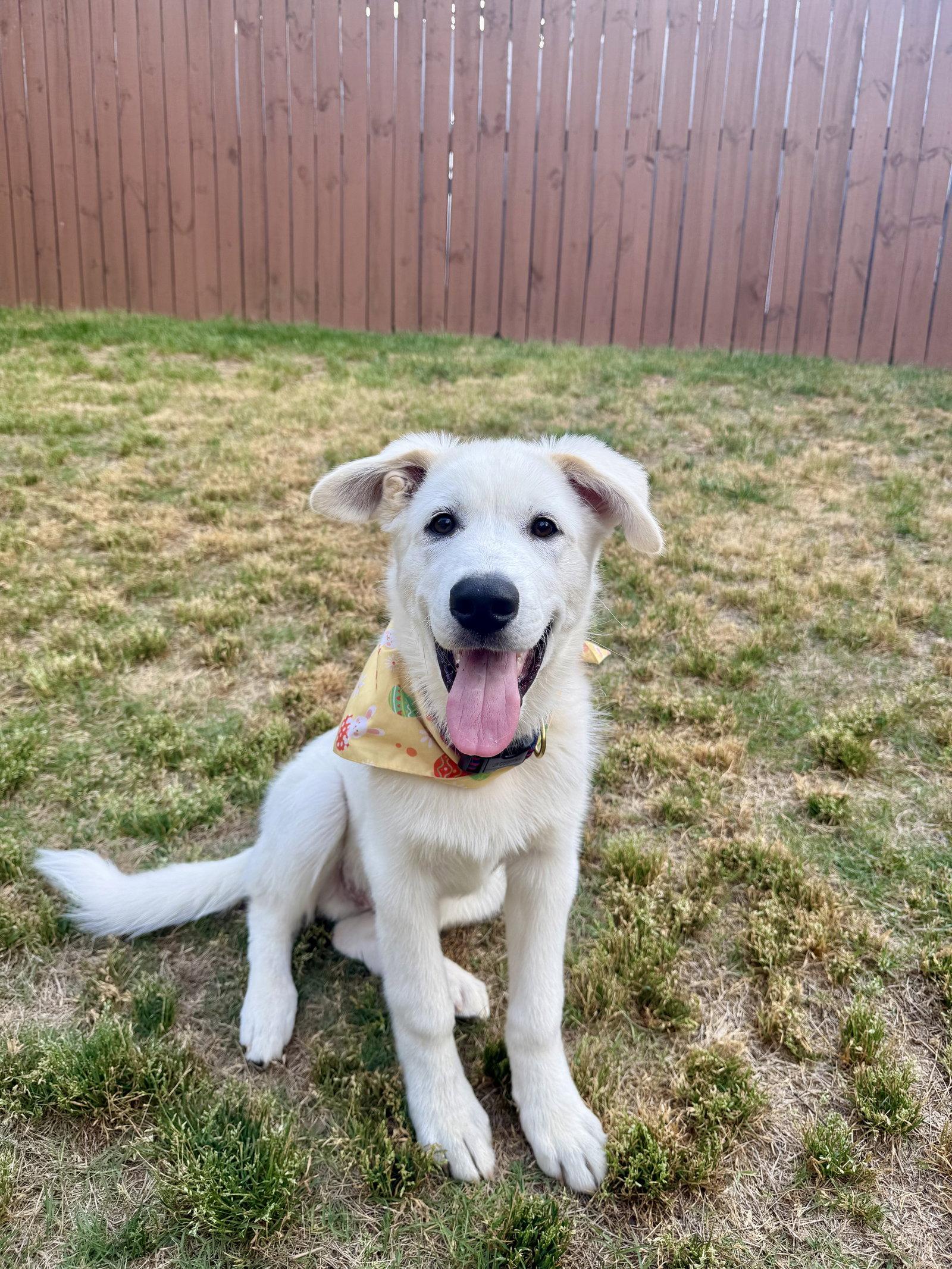 Enlarge Olaf, a Adoptable mixed breed in Woodstock, GA image 3/3