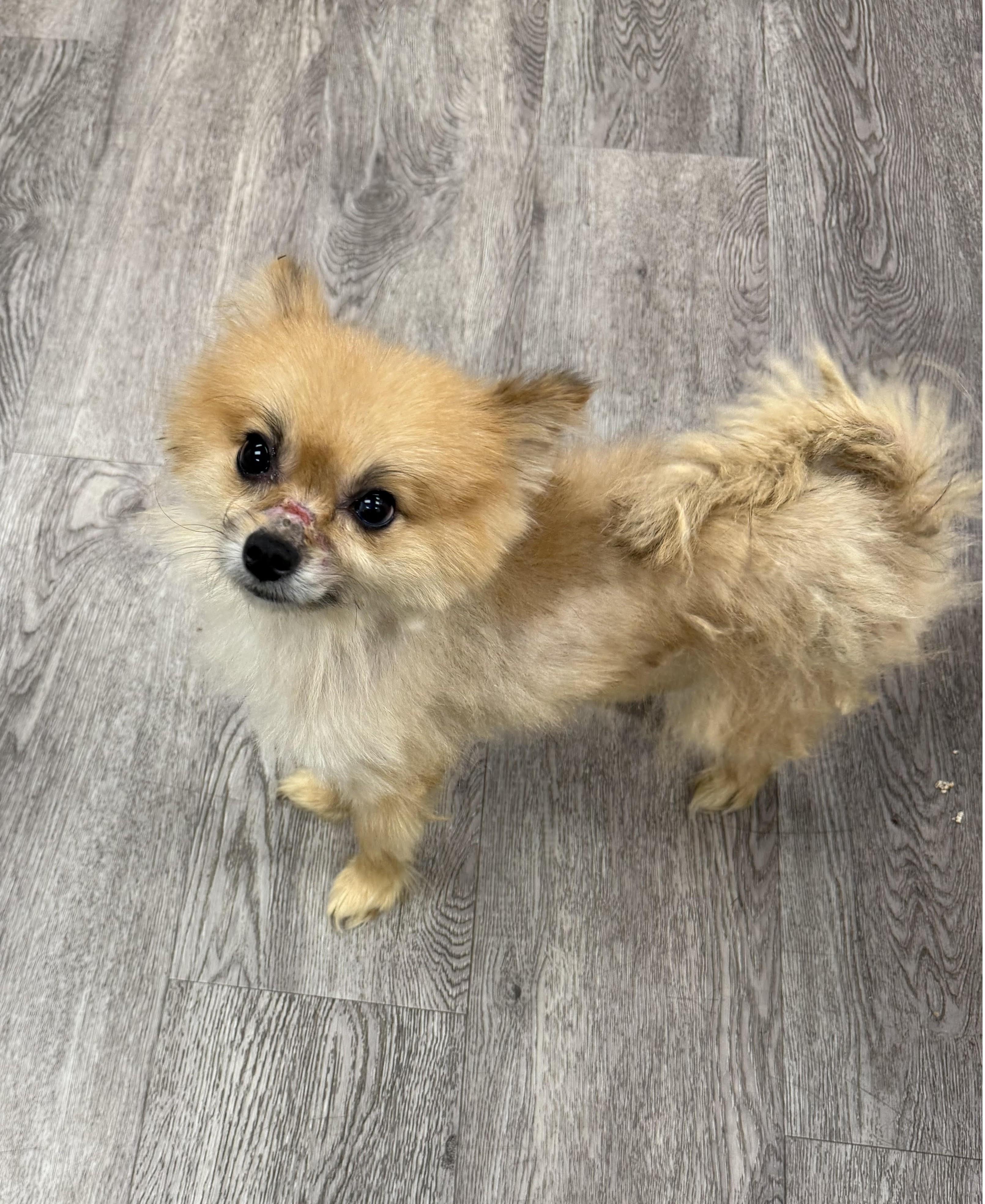 Henny, Adoptable, Young Male Pomeranian.