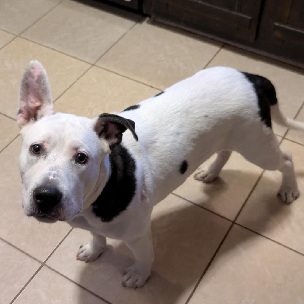 Dusty, Adoptable, Adult Male Pit Bull Terrier.