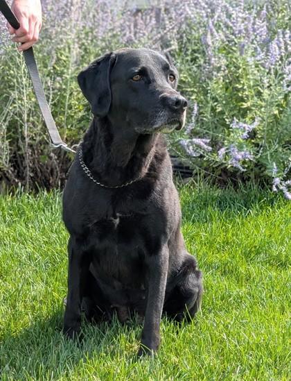 Enlarge Ricky, a Adopted Labrador Retriever in Hastings, NE image 2/3