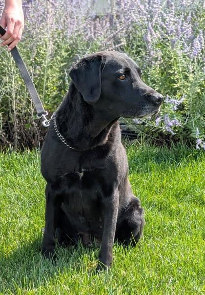 Enlarge Ricky, a Adopted Labrador Retriever in Hastings, NE image 3/3