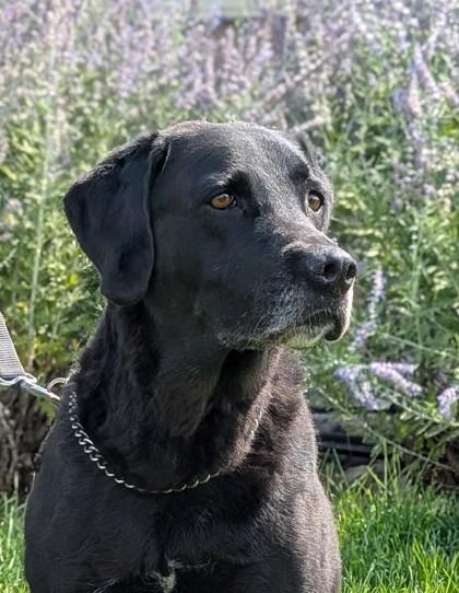 Ricky, Adopted, Adult Female Labrador Retriever.