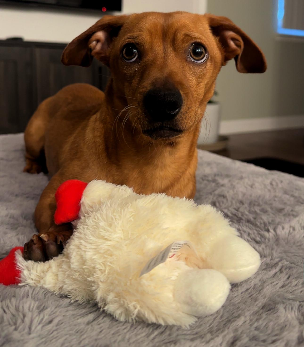 Slinky, a Adopted Dachshund in Troy, MI image 1/6