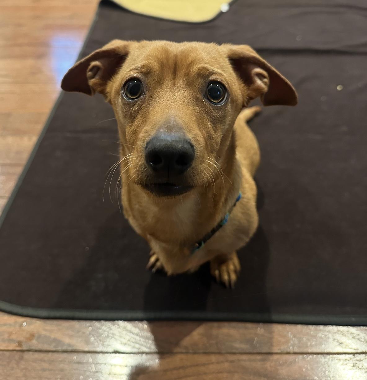 Slinky, a Adopted Dachshund in Troy, MI image 2/6