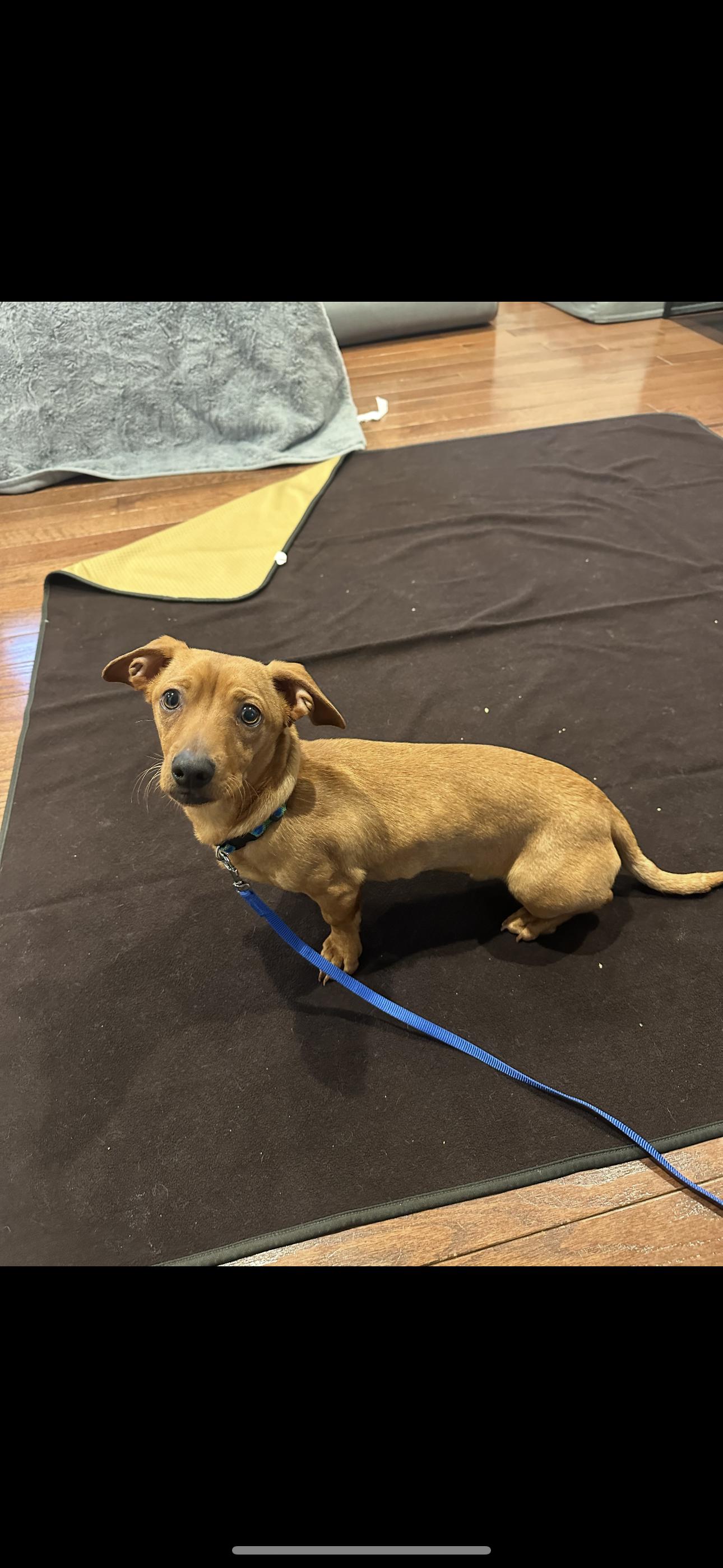Slinky, a Adopted Dachshund in Troy, MI image 3/6