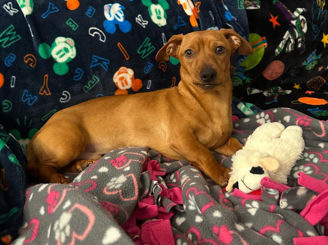 Slinky, a Adopted Dachshund in Troy, MI image 5/6