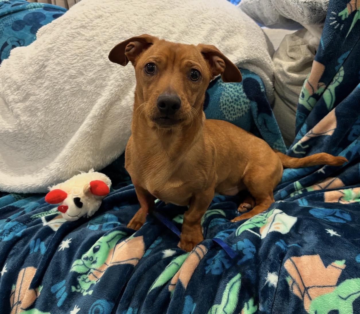 Slinky, a Adopted Dachshund in Troy, MI image 6/6
