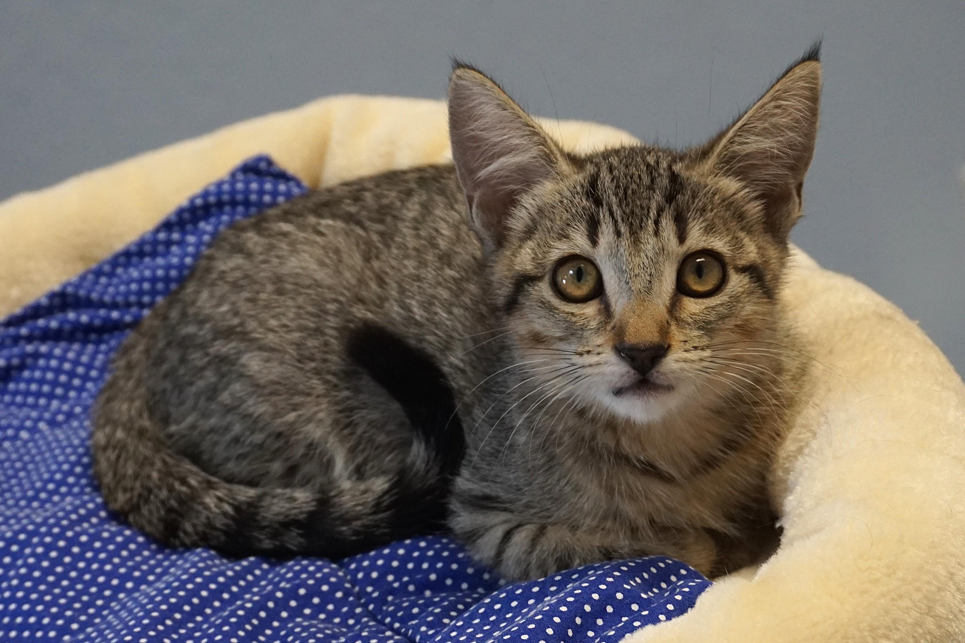 Enlarge Gallica, an adopted Domestic Short Hair in Fountain Hills, AZ image 2/4