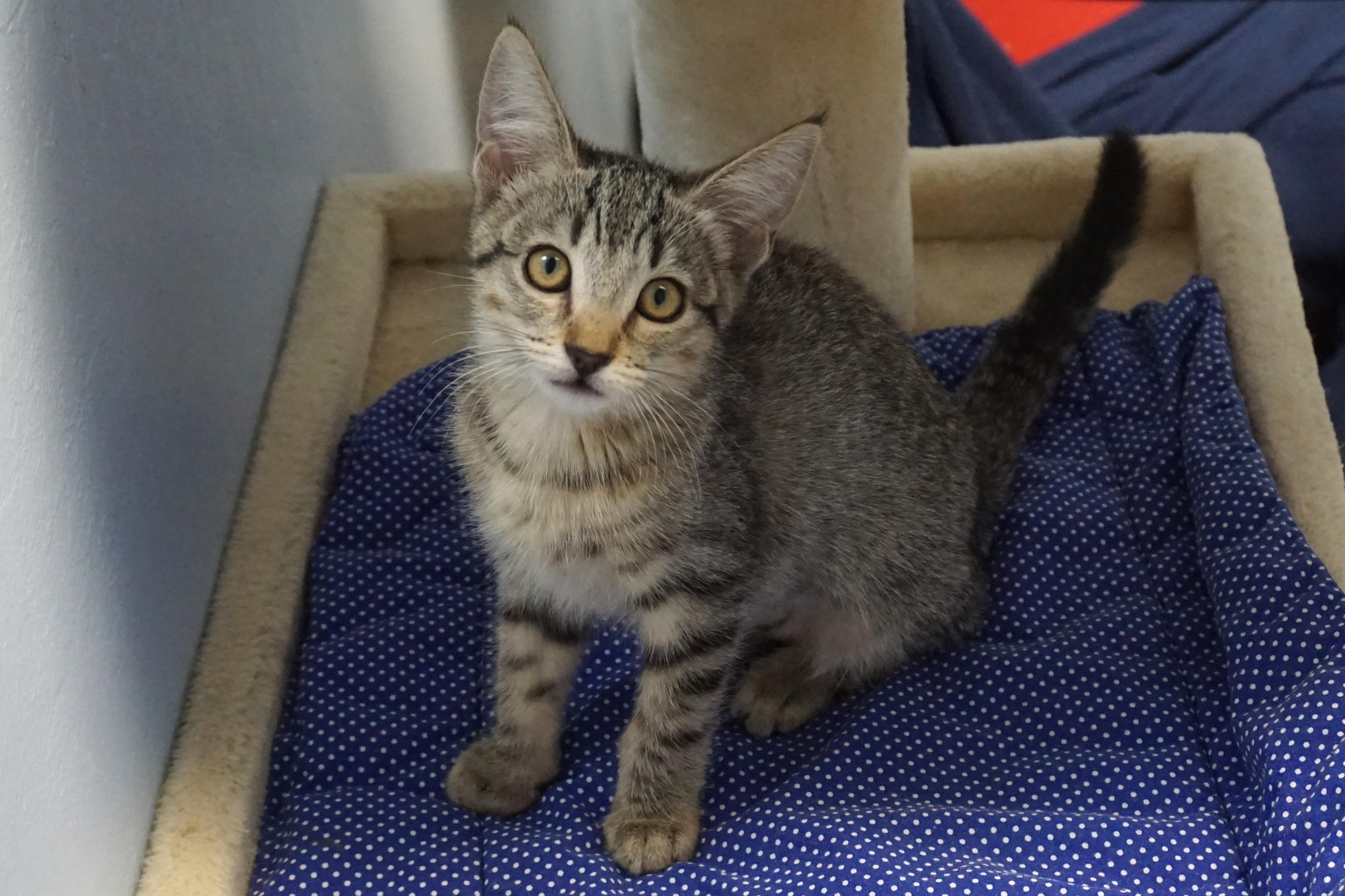 Gallica, adopted, Kitten Female Domestic Short Hair.