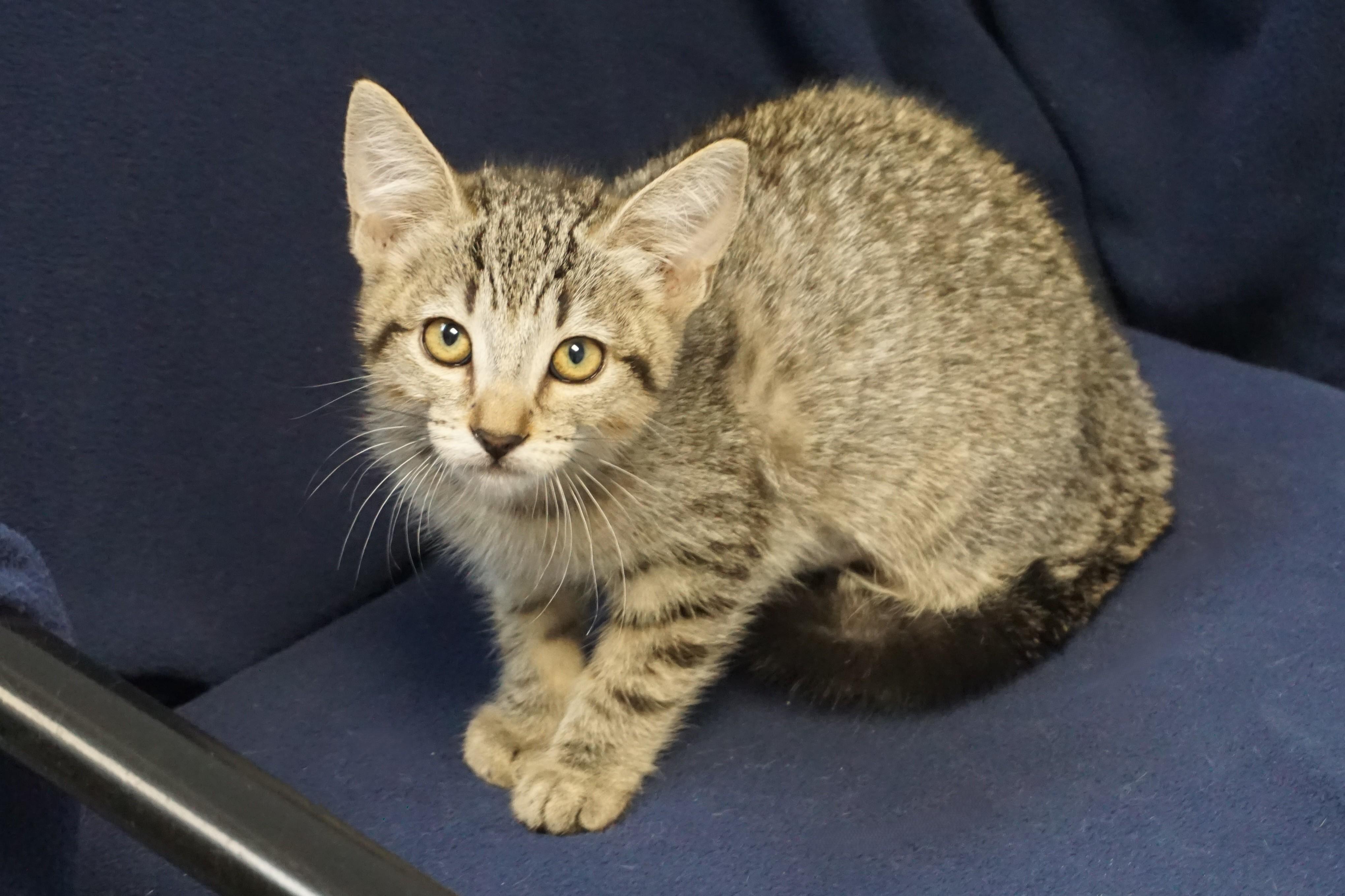Enlarge Gallica, an adopted Domestic Short Hair in Fountain Hills, AZ image 4/4
