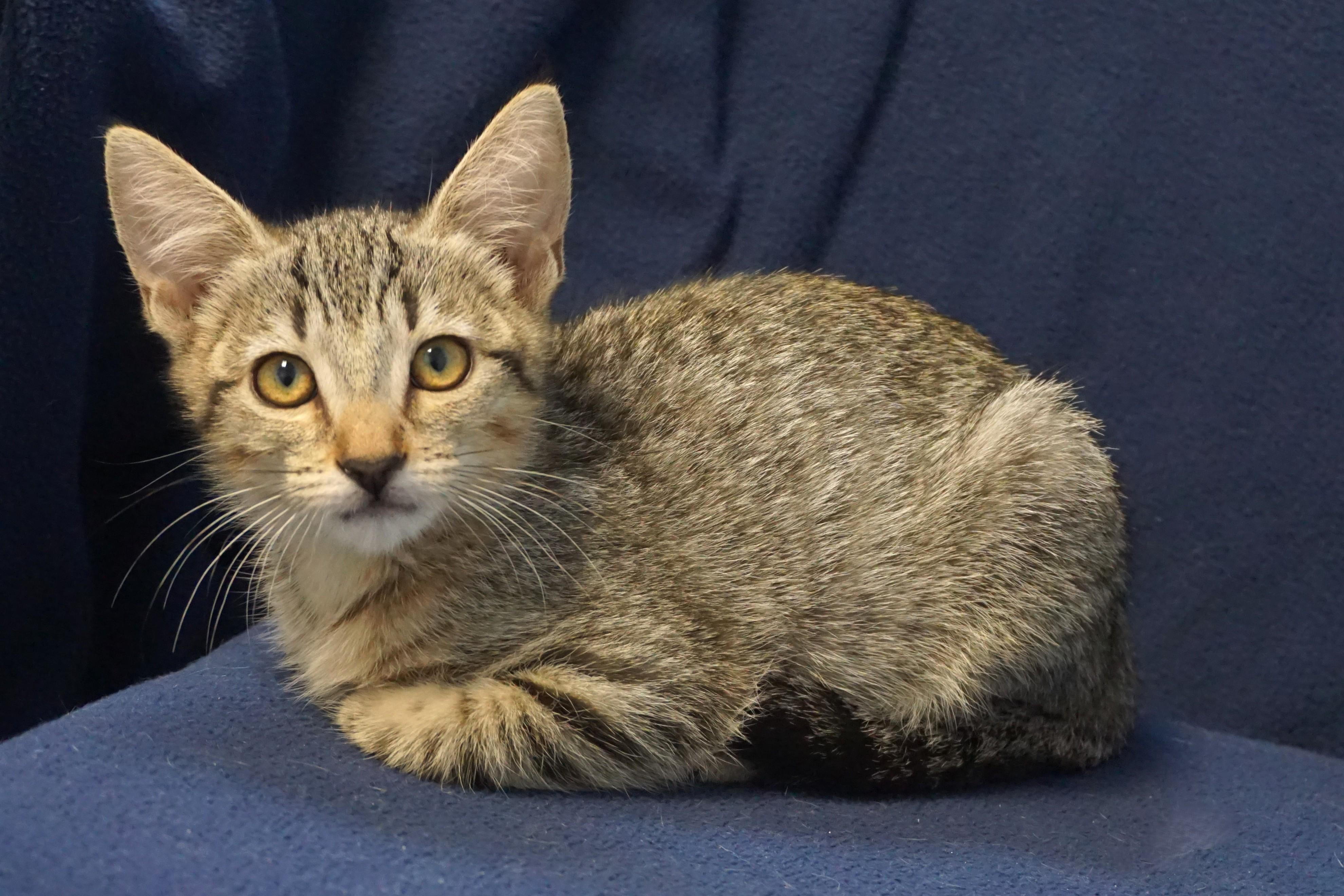 Enlarge Gallica, an adopted Domestic Short Hair in Fountain Hills, AZ image 3/4