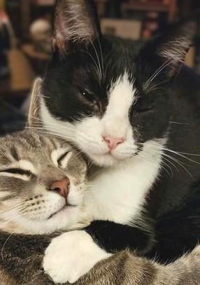 Rebel — thumbnail 2