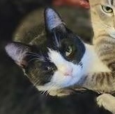 Rebel — thumbnail 3