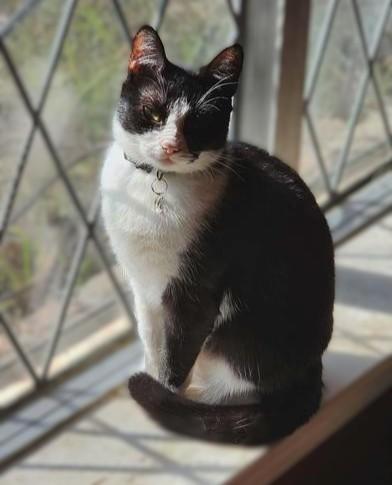 Rebel — thumbnail 4