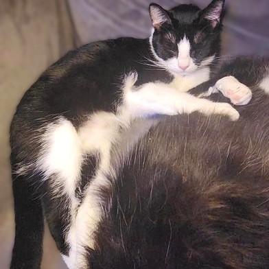 Rebel — thumbnail 5