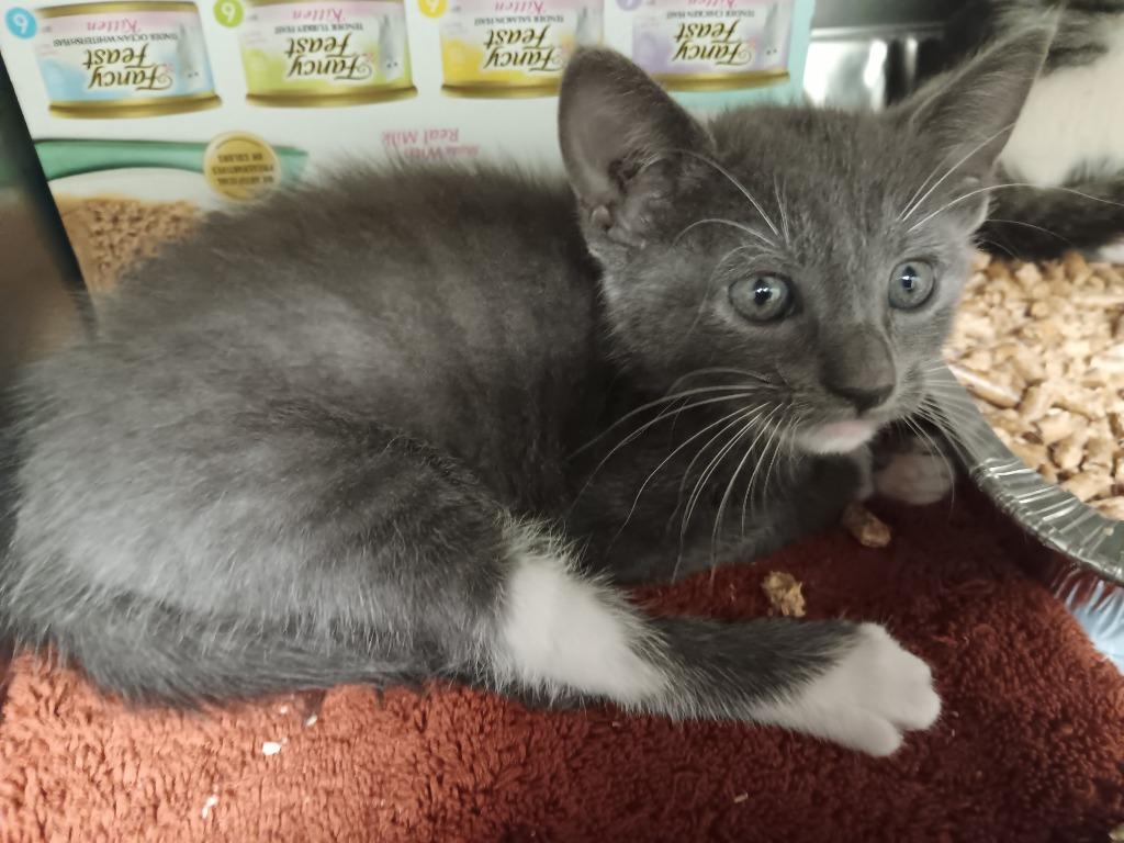 Red Riding Hood, a Adoptable mixed breed in New Braunfels, TX image 1/2