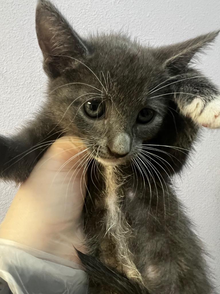 Red Riding Hood, a Adoptable mixed breed in New Braunfels, TX image 2/2