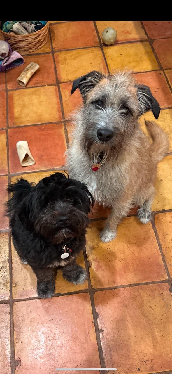 Enlarge Kato, a ADOPTABLE mixed breed in Chelsea, VT image 3/5