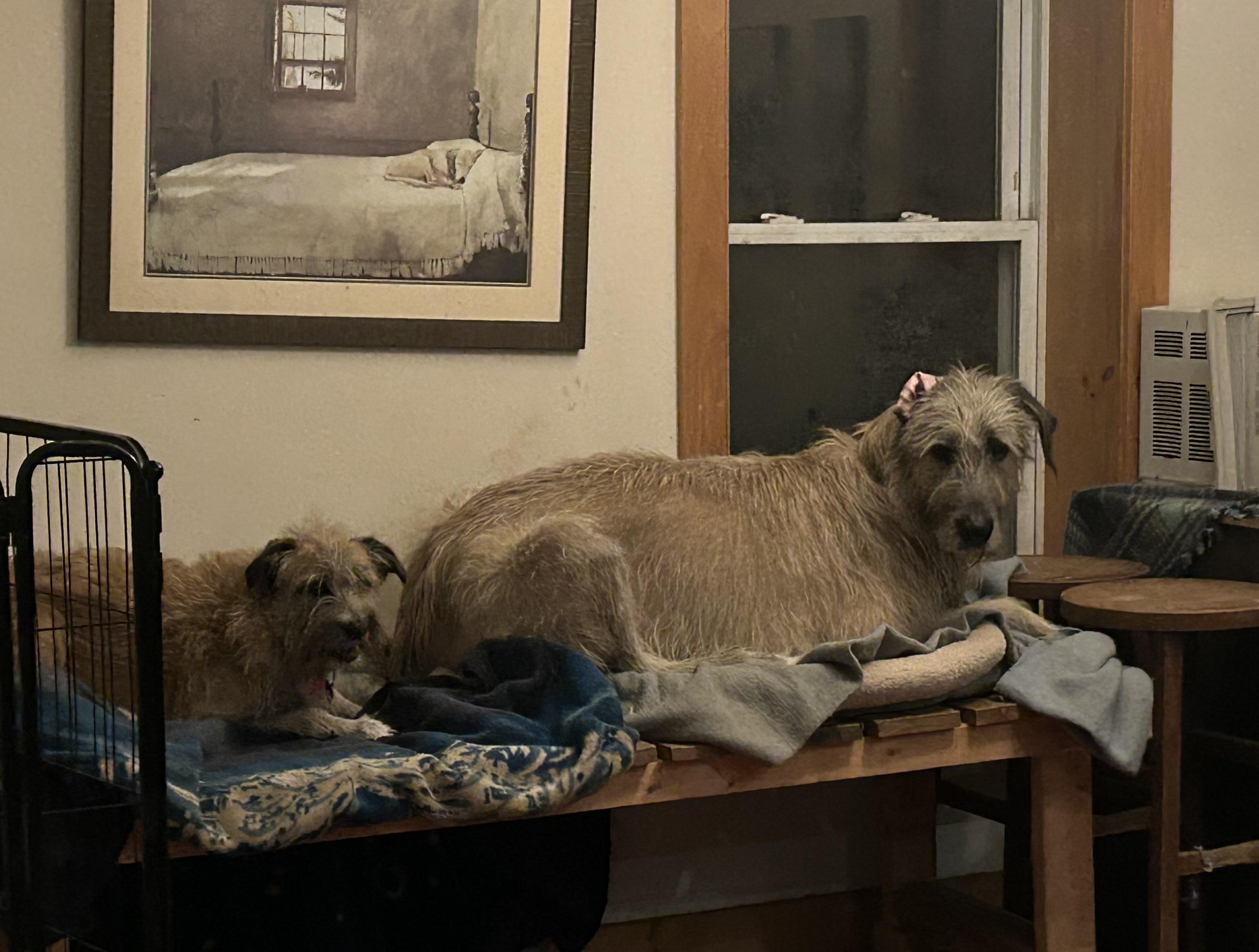 Enlarge Kato, a ADOPTABLE mixed breed in Chelsea, VT image 5/5