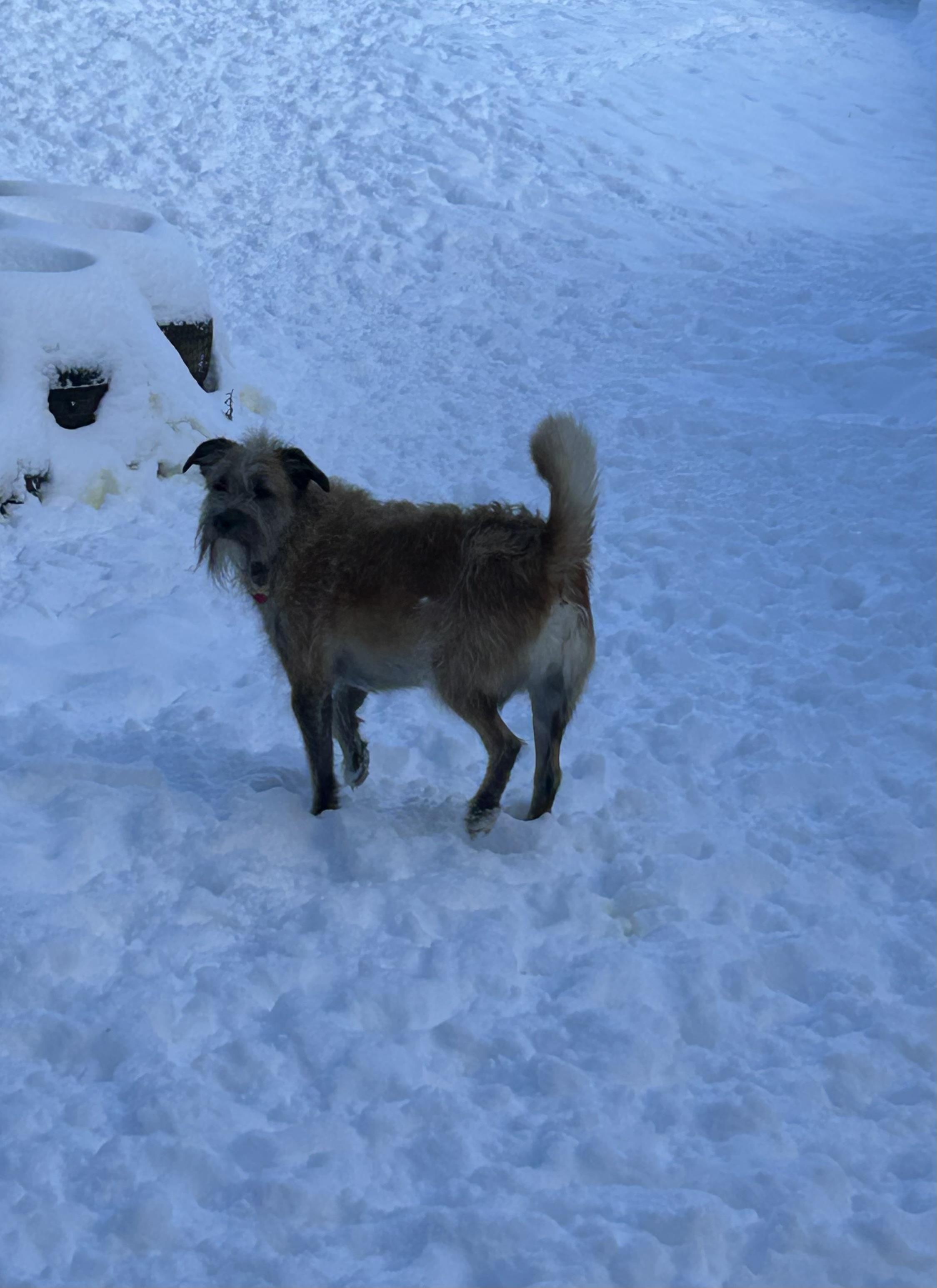Enlarge Kato, a ADOPTABLE mixed breed in Chelsea, VT image 1/5
