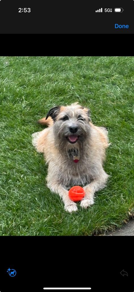Enlarge Kato, a ADOPTABLE mixed breed in Chelsea, VT image 4/5