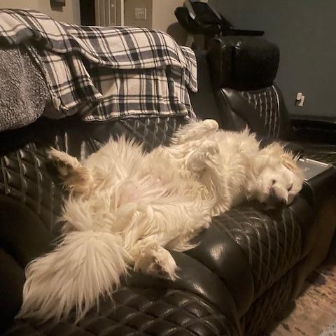 Enlarge Lady #7175 Spencer, a Adoptable Great Pyrenees in Louisville, KY image 1/6