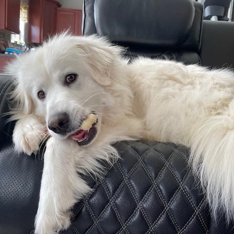 Enlarge Lady #7175 Spencer, a Adoptable Great Pyrenees in Louisville, KY image 2/6
