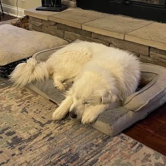Enlarge Lady #7175 Spencer, a Adoptable Great Pyrenees in Louisville, KY image 3/6