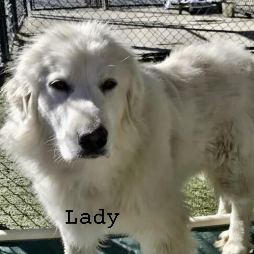 Enlarge Lady #7175 Spencer, a Adoptable Great Pyrenees in Louisville, KY image 4/6