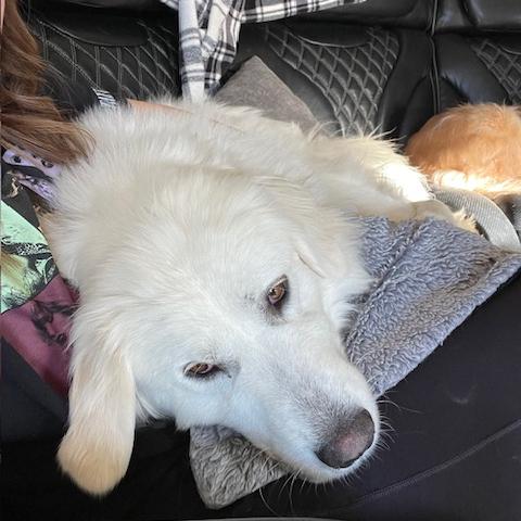 Enlarge Lady #7175 Spencer, a Adoptable Great Pyrenees in Louisville, KY image 5/6