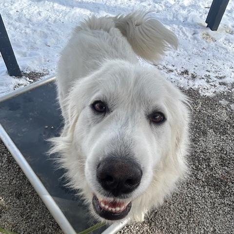 Enlarge Lady #7175 Spencer, a Adoptable Great Pyrenees in Louisville, KY image 6/6
