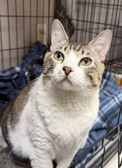 Scarlett, a Adoptable mixed breed in Visalia, CA image 1/3