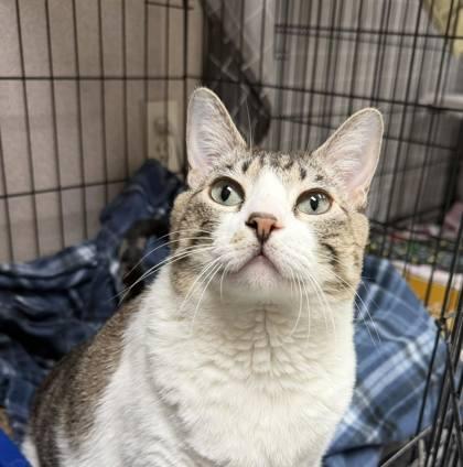 Scarlett, a Adoptable mixed breed in Visalia, CA image 2/3
