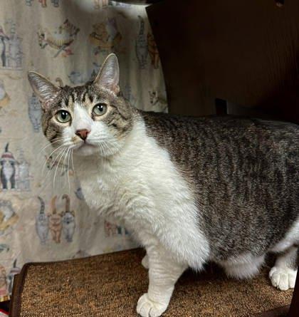 Scarlett, a Adoptable mixed breed in Visalia, CA image 3/3
