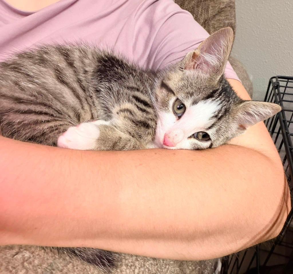 Pebbles, Adoptable, Kitten Male Domestic Short Hair.