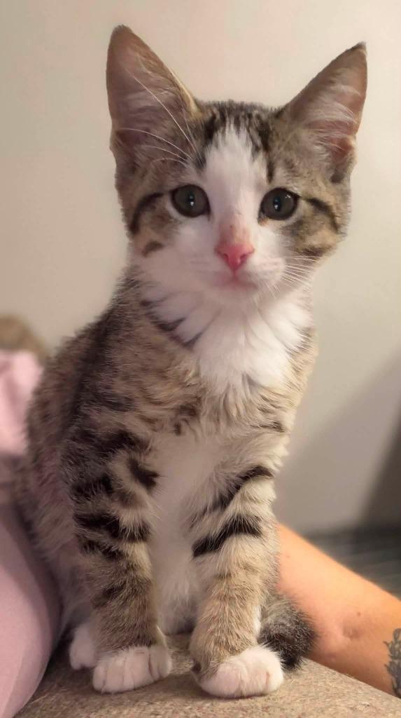Enlarge Pebbles, a Adoptable mixed breed in Miami, OK image 2/3