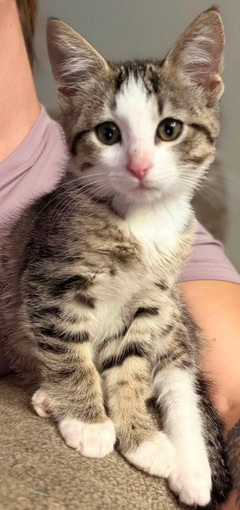Enlarge Pebbles, a Adoptable mixed breed in Miami, OK image 3/3