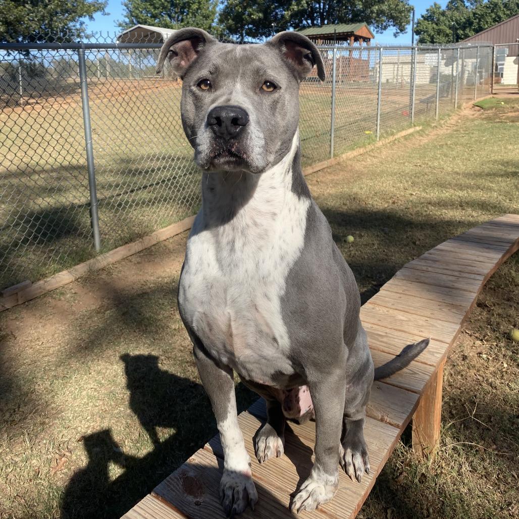 Enlarge Zeke, a Adoptable mixed breed in Stillwater, OK image 1/3