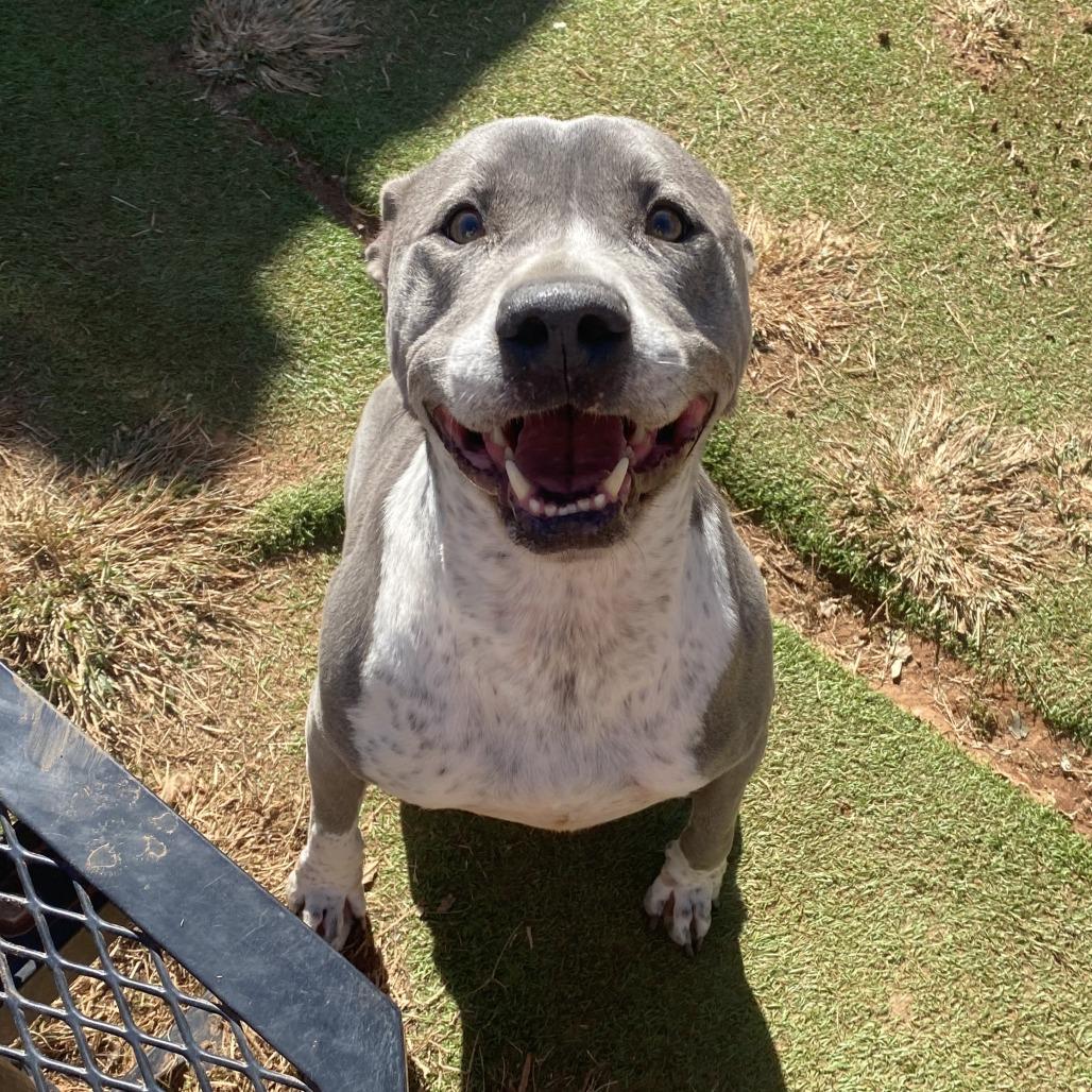 Enlarge Zeke, a Adoptable mixed breed in Stillwater, OK image 2/3